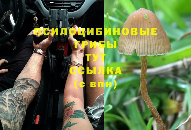 Псилоцибиновые грибы Psilocybe  Кущёвская 